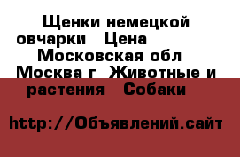 Щенки немецкой овчарки › Цена ­ 15 000 - Московская обл., Москва г. Животные и растения » Собаки   